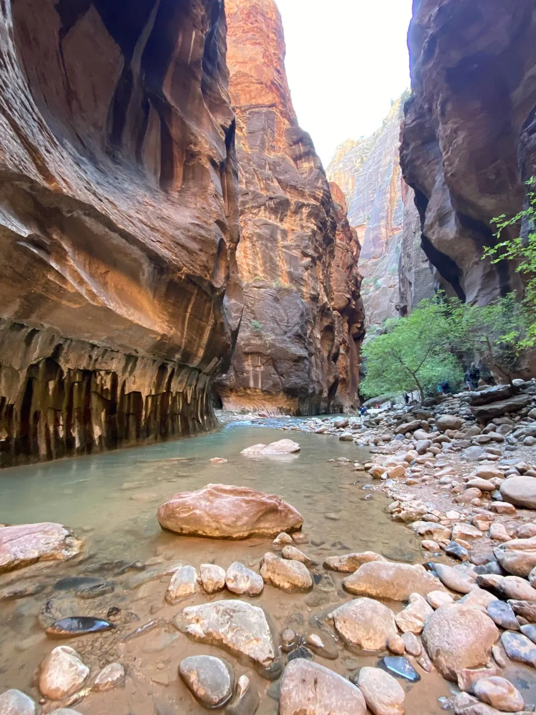 The Virgin River running between the walls of the Narrows in Zion